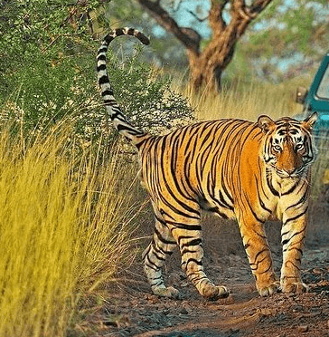 3 N Ranthambore